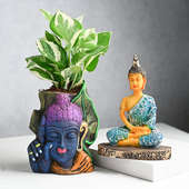 Buy Tranquil Buddha Pothos Plant Combo Online 