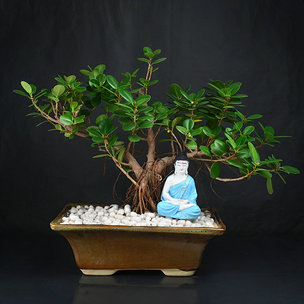 Tranquil Ficus Bonsai