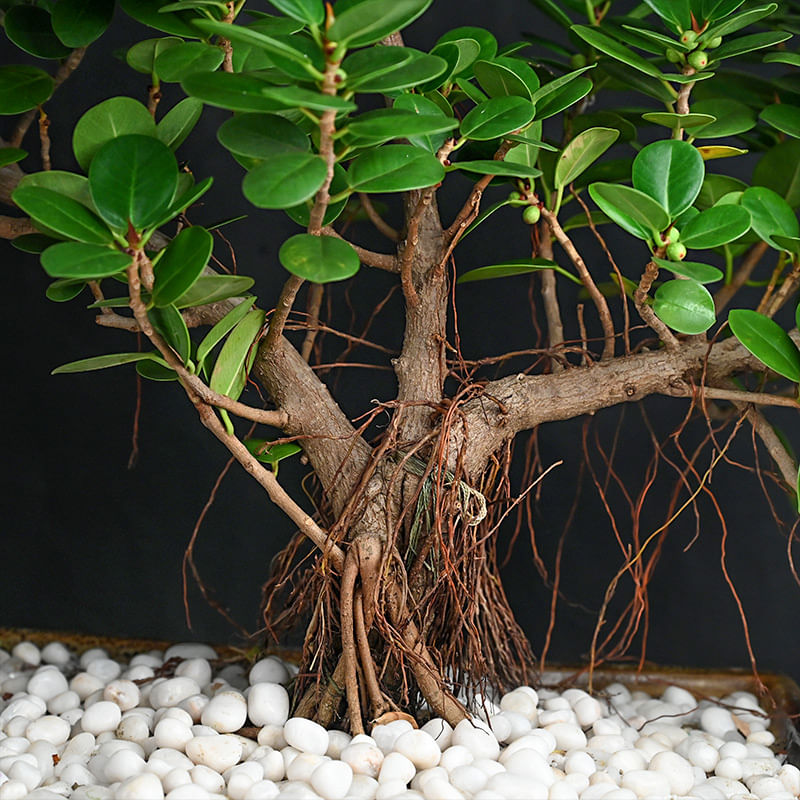 Buy Tranquil Ficus Bonsai Online