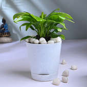 Tranquil Peace Lily Plant