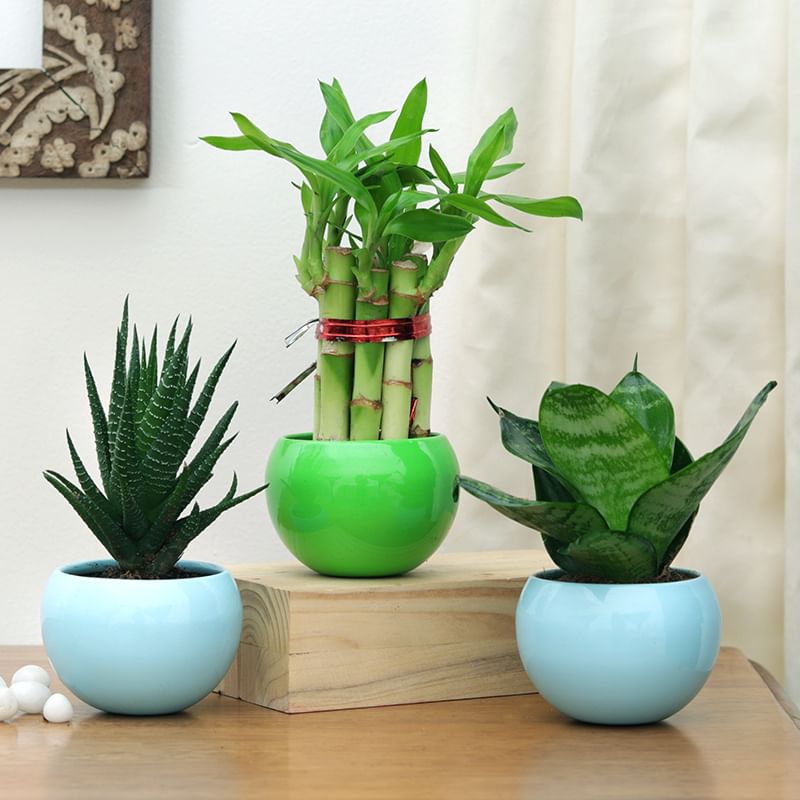 Trio Of Fresh Plants Online