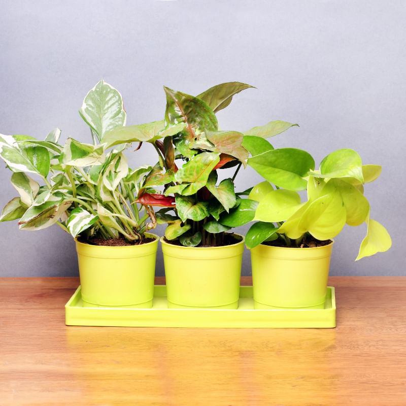 Triple Foliage Plant