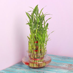 Buy Triple Layer Bamboo Online
