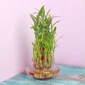 Buy Triple Layer Bamboo Online Gift for New Year