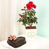 Rose Plant with Heart Shaped Truffle Cake Combo