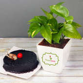 Money Plant with Chocolate Cake