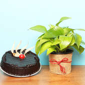 Combo of Money Plant with Truffle Cake