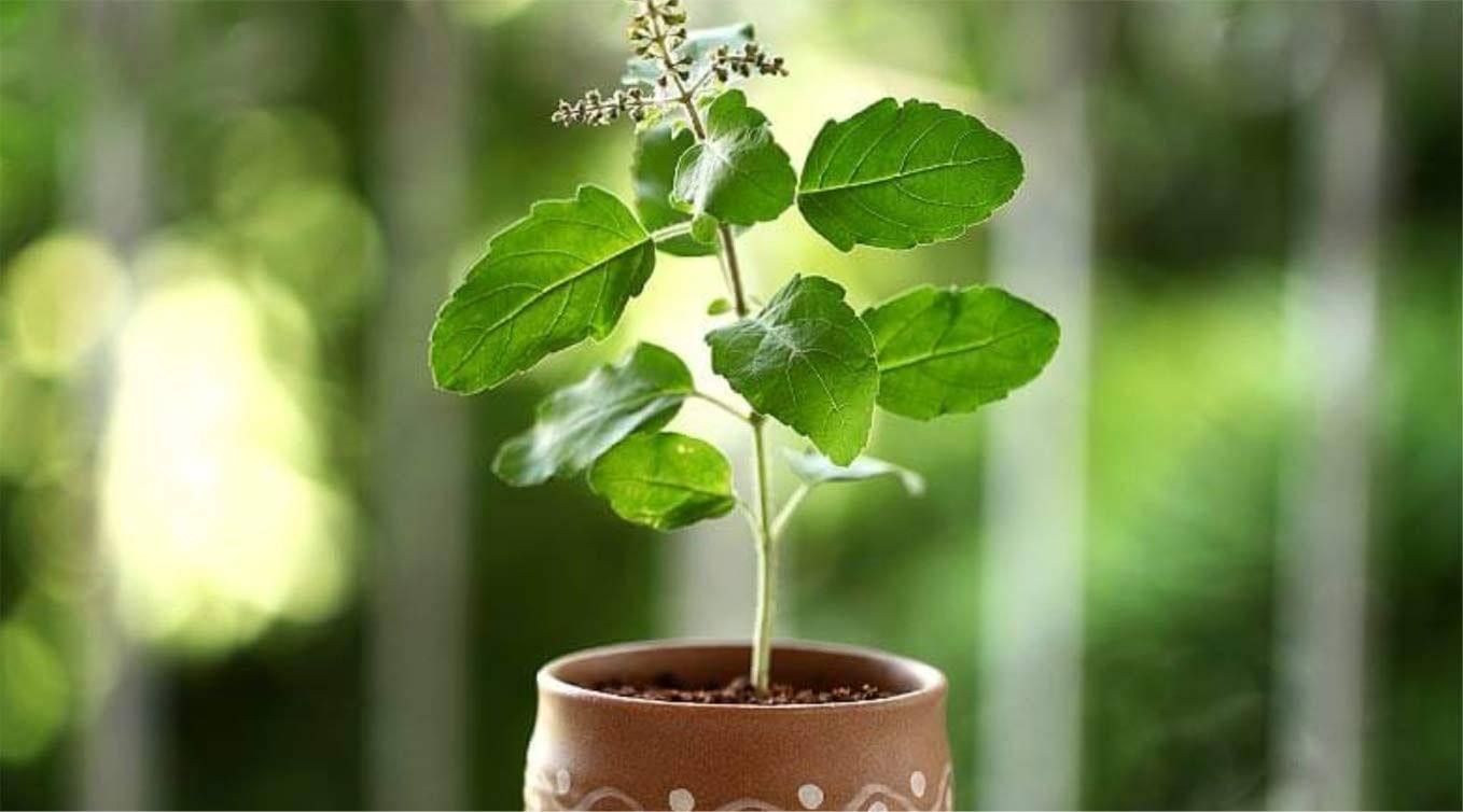 Four Types of Tulsi Plants in India