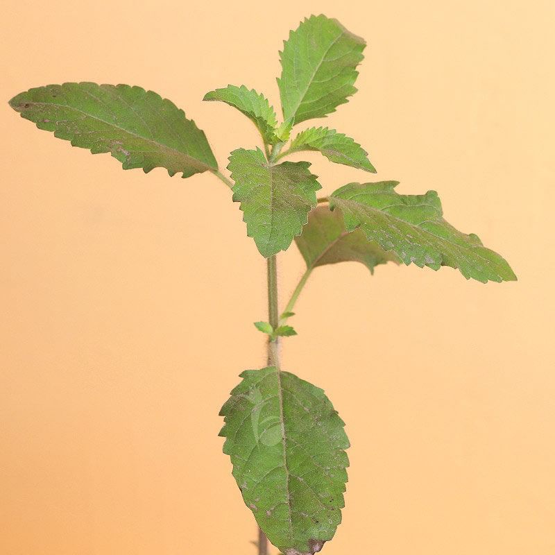 Buy Tulsi Plant Online