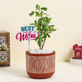 Tulsi Plant For Mom