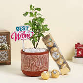 Tulsi Plant N Ferrero For Mom