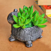 Online Plants - Turtle Vase For Good Luck