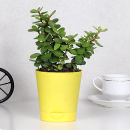 Buy Plants Online In Noida 