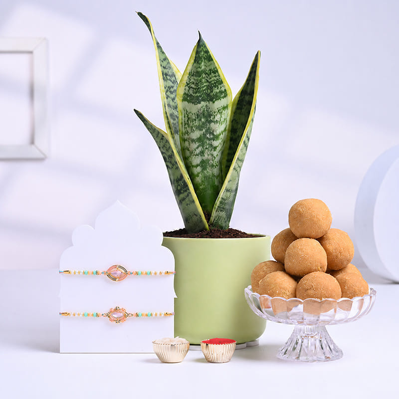 Two Designer Rakhis With Plants N Besan Ladoos