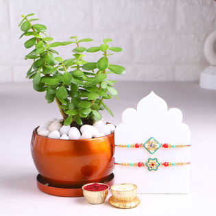 Two Floral Rakhis With Jade Plant