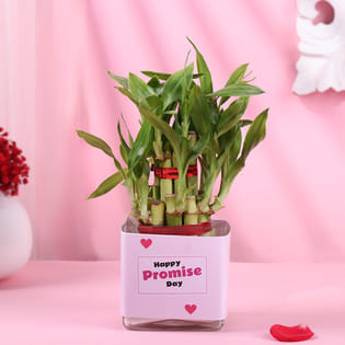 Two Layer Bamboo Plant In Happy Promise Day Pot