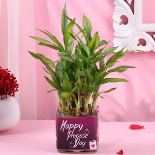 Two Layer Bamboo Plant In Happy Propose Day Pot