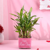 Two Layer Bamboo Plant In Happy Rose Day Pot