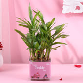 Two Layer Bamboo Plant In Happy Teddy Day Pot