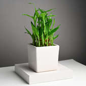 Two Layer Lucky Bamboo In White Cube Pot