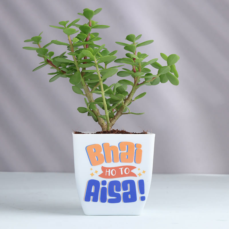 Product Image Video