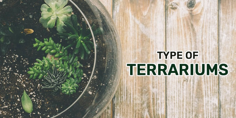 Type of Terrariums