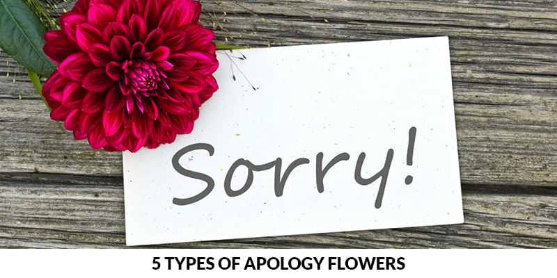 Types of Apology Flowers