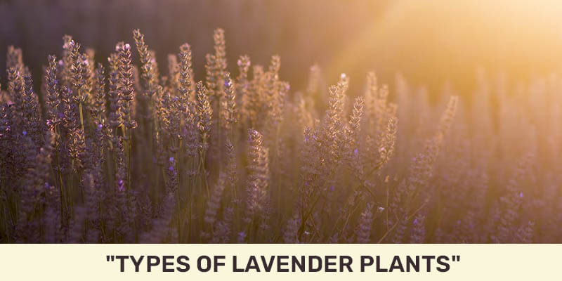 Blooming Gardens - The Beauty, Awe and Types of Lavender Plants to Consider