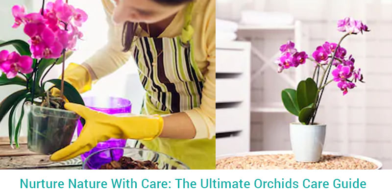 The Ultimate Orchids Care Guide