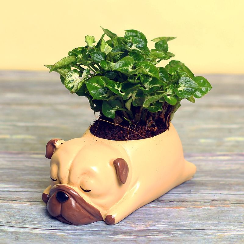 Syngonium Dwarf Plant in Dog Shaped Vase