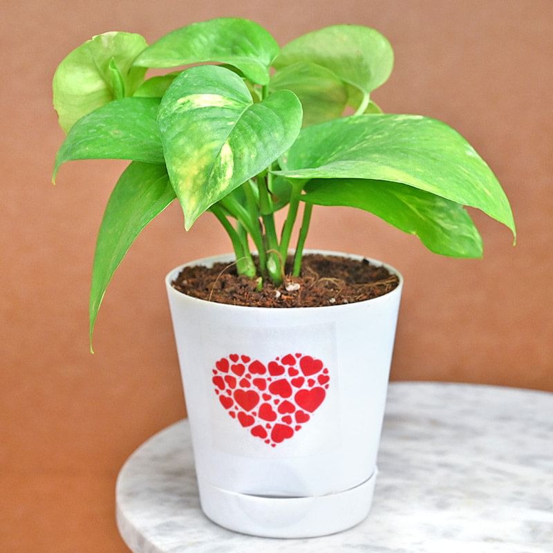 V-Day Green Money Plant