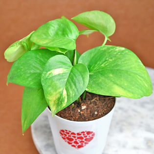 Money Plant Online