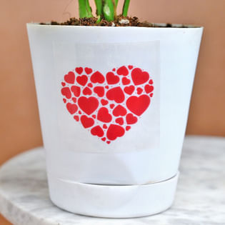 Shop Money Plant Online