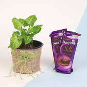 Sweet Plant N Chocolate Combo