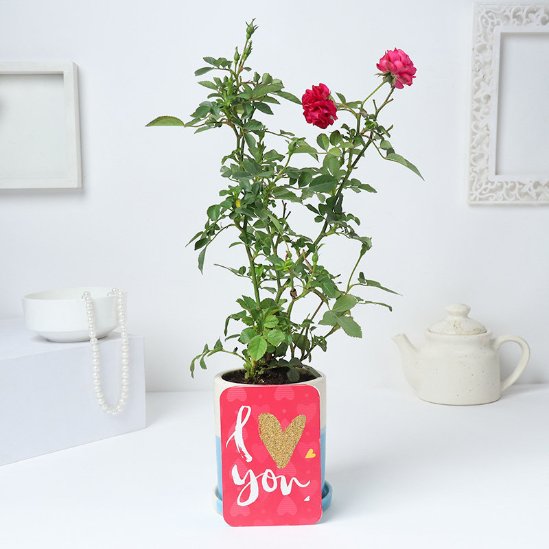 Love Card With Rose Plants