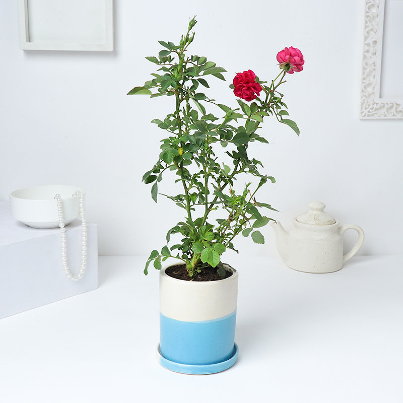 Send Rose Plant Online