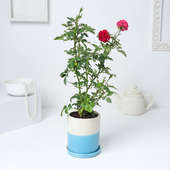 Send Rose Plant Online