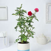 Order Rose Plant Online