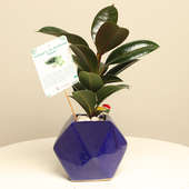 V-Day Special Gift - Rubber Plant