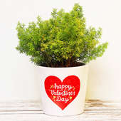 Valentine Asparagus Plant in White Vase