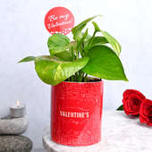 Valentine Golden Money Plant