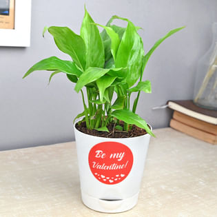 Valentine Peace Lily