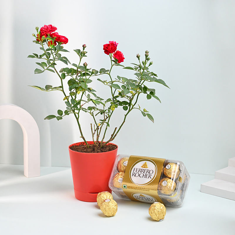 Valentine Red Rose Plant With Ferrero Rocher