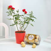 Valentine Red Rose Plant With Ferrero Rocher