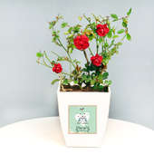 Red Rose Plant for Valentine