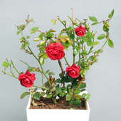 Buy Red Rose Plant