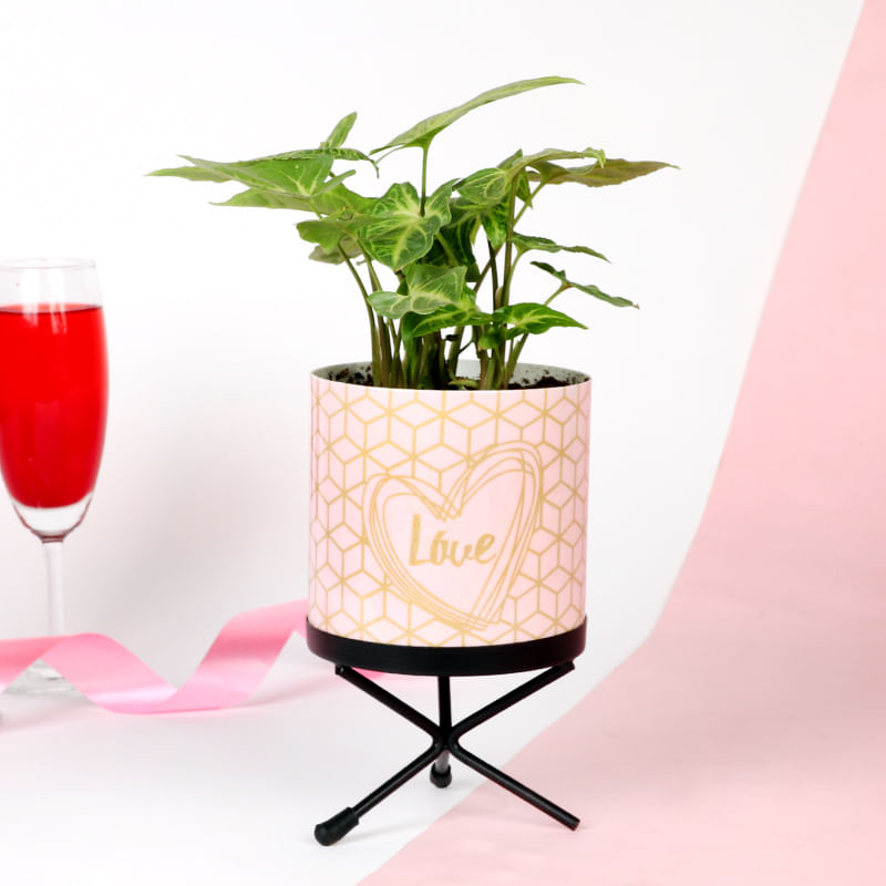 Valentines Lovely Plant Gift