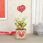 Valentines Lucky Bamboo Plant