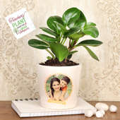 Variegated Peperomia Plant - An Indoor Plant Gift for Mom