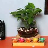 Vastu Money Plant - Good Luck Plant Indoors in Gola Vase with Set of 5 Diyas